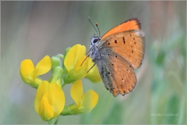 <p>OHNIVÁČEK CELÍKOVÝ (Lycaena virgaureae) Šluknovsko - Knížecí ---- /Scarce copper - Dukatenfalter/</p>